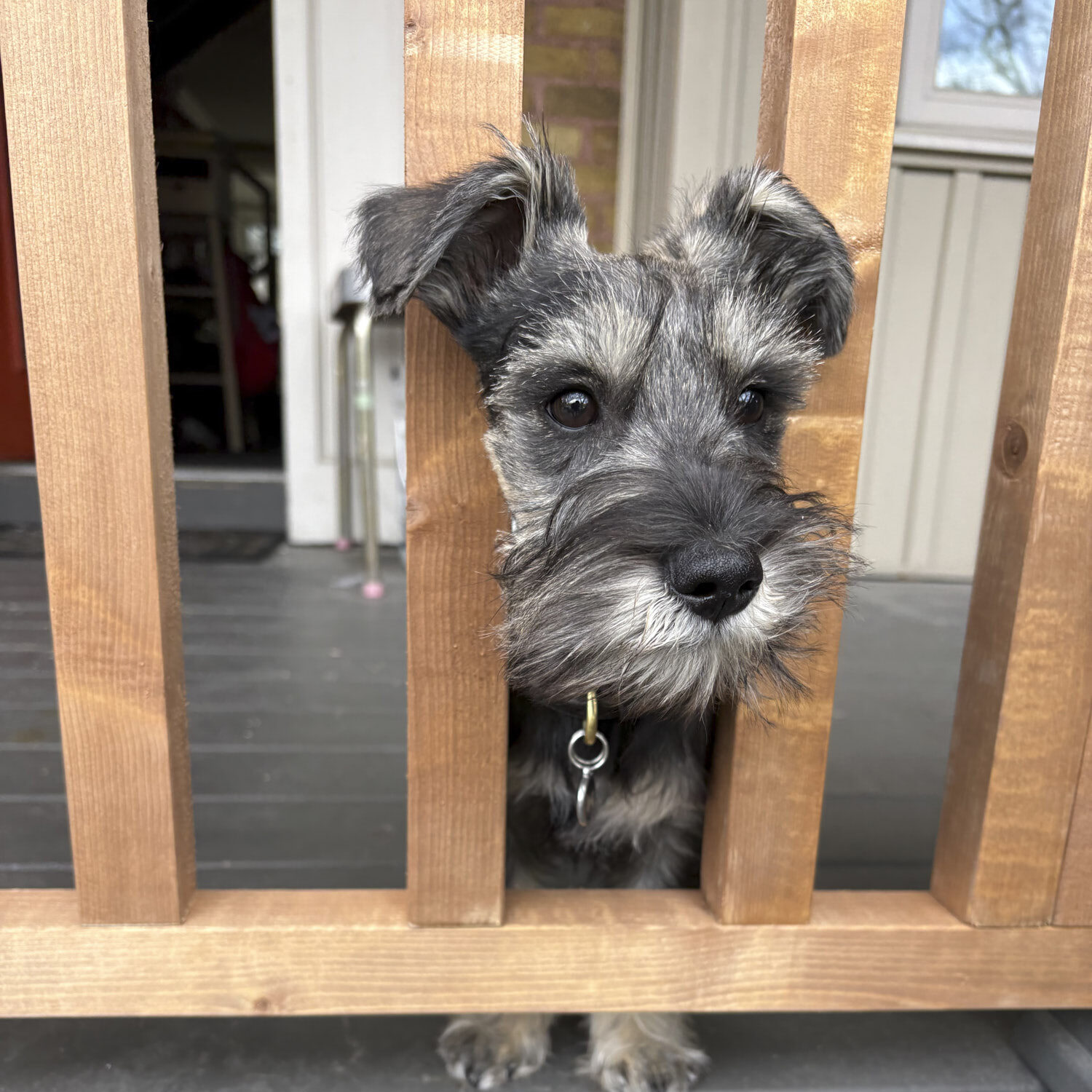 Thor’s doggie door